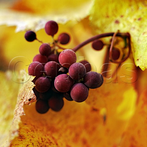 Pinot Noir grapes second set and autumn leaves Wanaka Central Otago New Zealand