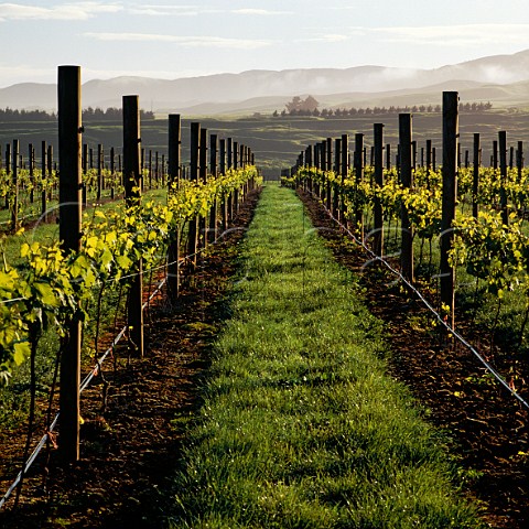 Alana Estate vineyards on the Martinborough terrace Martinborough New Zealand  Wairarapa