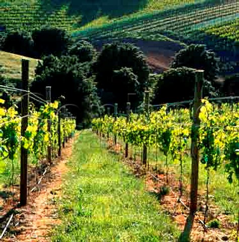 Obsidian vineyard Waiheke Island New Zealand