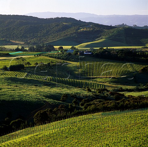 View over the Obsidian vineyard with Stonyridge Vineyard beyond Waiheke Island New Zealand