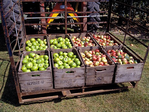 Apple harvesting  Garson Farm Esher Surrey