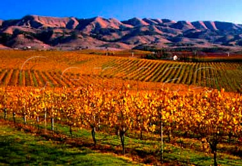 Autumnal vineyard of Wine Country Estates with the   Santa Lucia Mountains in the distance  San Luis Obispo Co California   Edna Valley AVA