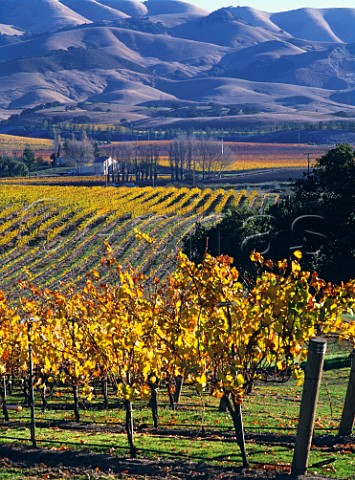 Autumnal vineyard of Wine Country Estates with the Santa Lucia Mountains in the distance San Luis Obispo County California   Edna Valley