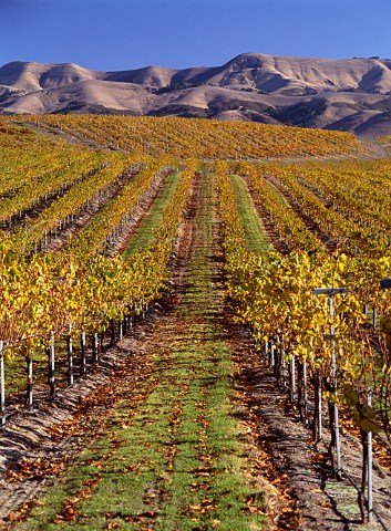 Autumnal vineyards of Wine Country Estates   with the Santa Lucia Mountains beyond  San Luis Obispo Co California   Edna Valley AVA