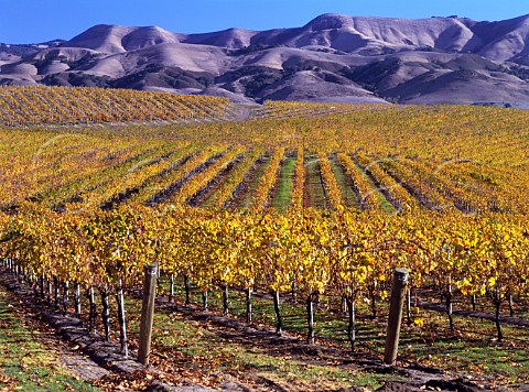 Autumnal vineyards of Wine Country Estates   with the Santa Lucia Mountains beyond  San Luis Obispo Co California   Edna Valley AVA