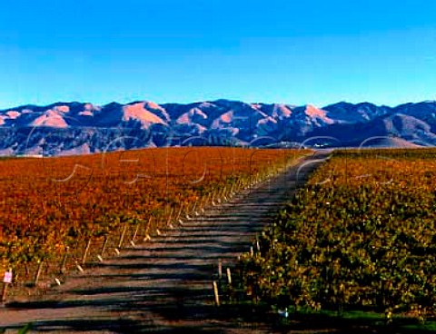 Autumnal Paragon Vineyards with the Santa Lucia   Mountains beyond San Luis Obispo Co California    Edna Valley AVA