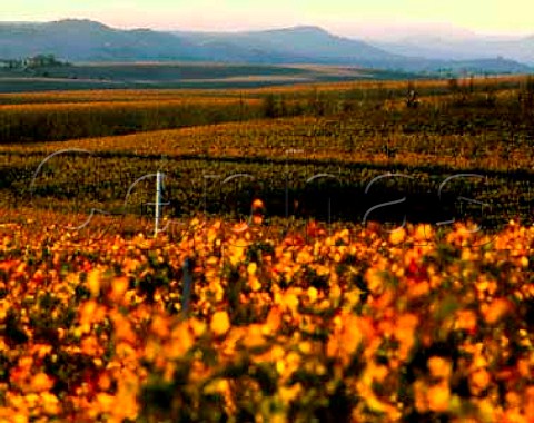 View over autumnal vineyards to the Irish Hills   San Luis Obispo Co California  Edna Valley AVA
