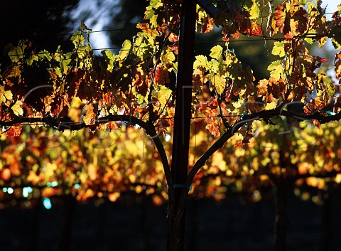 Autumnal vines Paso Robles San Luis Obispo Co   California  Paso Robles AVA