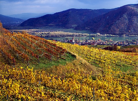Autumnal vineyards around Weissenkirchen in the   Danube Valley Niedersterreich Austria    Wachau