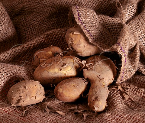 New Jersey potatoes
