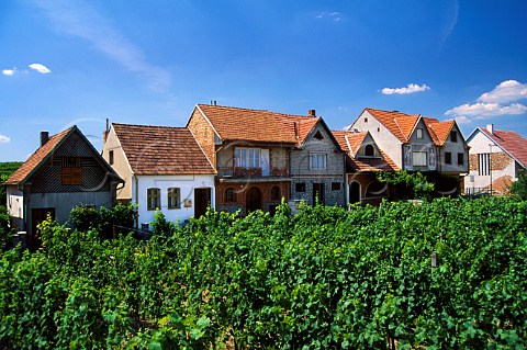 Vineyard at Ratskovice  near Hodonn Czech Republic  Mutenice