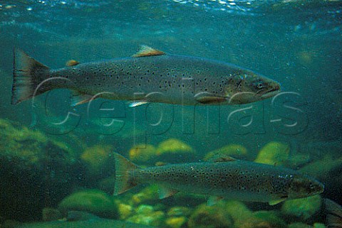 Salmon in Loerdalselva River  Norway