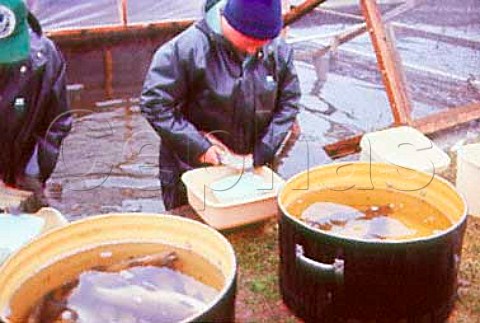 Stripping eggs from trout  at a fish hatchery