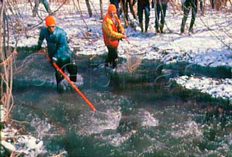 Catching trout to check the growth  at a fish hatchery