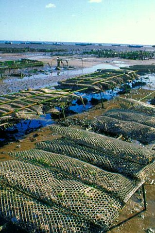 Oyster beds Vendee  France PaysdelaLoire