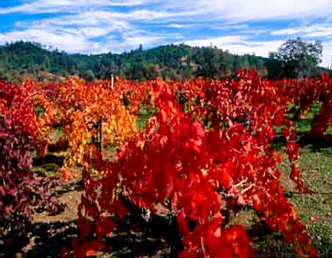 Autumnal colours of old Zinfandel vines along the   Silverado Trail south of Calistoga Napa Co   California