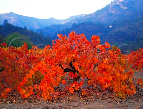 Autumnal colours of old Zinfandel vines along the   Silverado Trail south of Calistoga Napa Valley    California