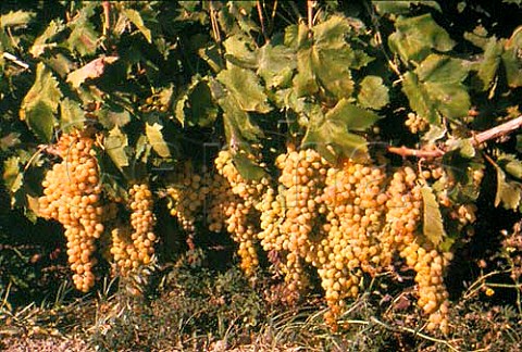 Thompson Seedless grapes Sultana
