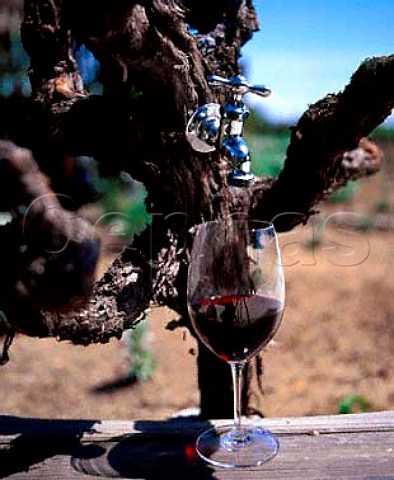 Vine tap and wine
