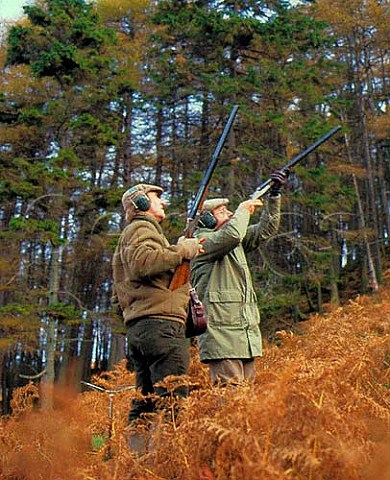 Shooting pheasant  North Yorkshire