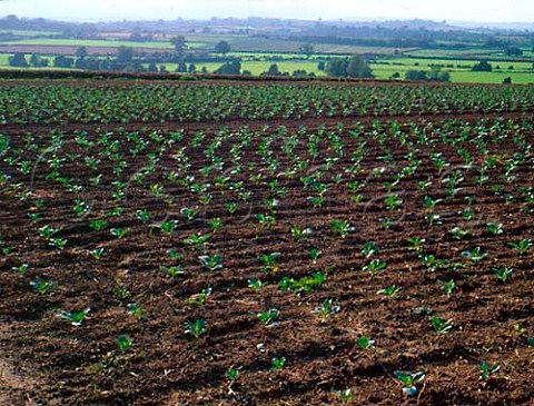 Field of young cabbage plants Martlock Somerset