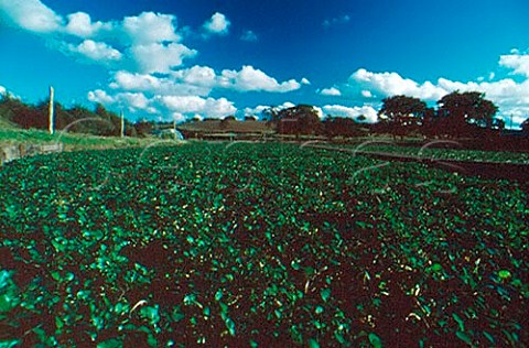 Watercress beds