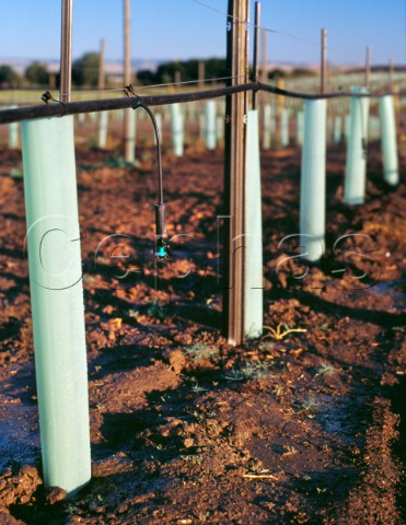 Mini sprinkler for irrigation in new vineyard with the young vines protected by grow tubes Three Rivers Winery Walla Walla Washington USA   Walla Walla AVA
