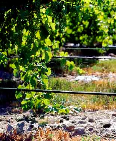 Drip irrigation of vines in the Ellingford Silt loam soil of Seven Hills Vineyard Milton Freewater Oregon USA  Walla Walla Valley AVA