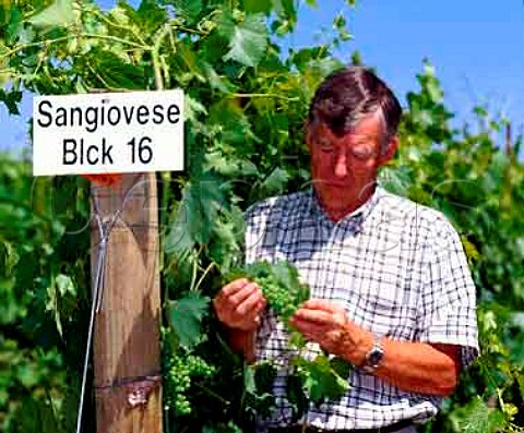 Norm McKibben of Seven Hills and Pepper Bridge estates In addition to these his grapes are also used by many of Washingtons other top wineries Here he is in a block of Sangiovese vines at Pepper Bridge Walla Walla Washington USA