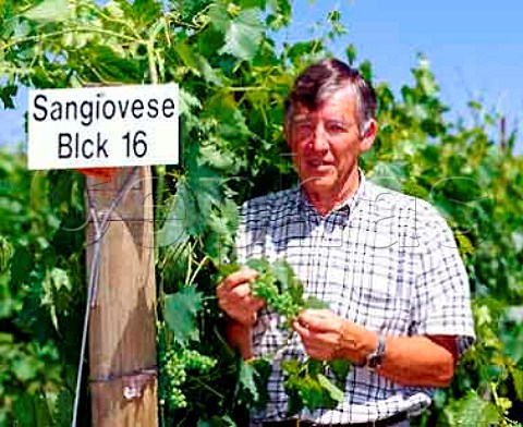Norm McKibben of Seven Hills and Pepper Bridge estates In addition to these his grapes are also used by many of Washingtons other top wineries Here he is in a block of Sangiovese vines at Pepper Bridge Walla Walla Washington USA