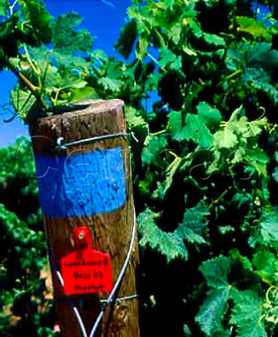 Block of Merlot vines  sold on contract to   Woodward Canyon Winery  in Pepper Bridge Vineyard   Walla Walla Washington USA