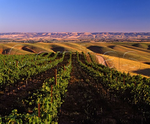 Cabernet Franc vineyard of Woodward Canyon Winery   Lowden Washington USA   Walla Walla Valley AVA