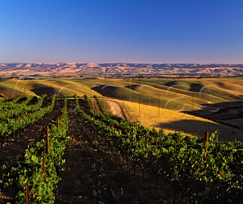 Cabernet Franc vineyard of Woodward Canyon Winery   Lowden Washington USA   Walla Walla Valley AVA