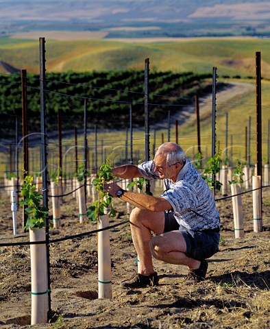 Rick Small in his recently planted Sauvignon Blanc   vineyard  the young vines are protected by   growtubes which act as minigreenhouses  Woodward Canyon Winery Lowden Washington USA   Walla Walla Valley AVA
