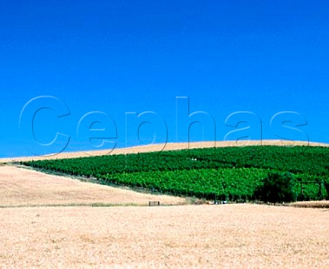 Vineyard of Leonetti Cellar off Mill Creek Road  Walla Walla Washington USA     Walla Walla Valley AVA