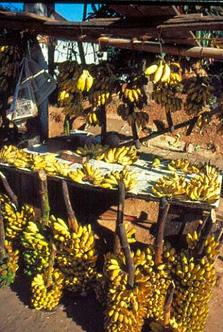 Bananas for sale Kandy Sri Lanka