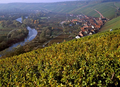 View from the Volgelsburg vineyard above Escherndorf   and the Main River Franken Germany