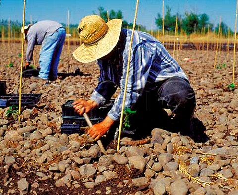 Planting Syrah vines in En Chamberlin vineyard of   Cayuse Vineyards  the large stones are due to it   being in the ancient bed of the Walla Walla River   MiltonFreewater Oregon USA   Walla Walla Valley AVA