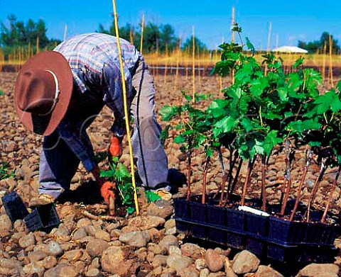 Planting Syrah vines in En Chamberlin vineyard of   Cayuse Vineyards  the large stones are due to it   being in the ancient bed of the Walla Walla River   MiltonFreewater Oregon USA   Walla Walla Valley AVA