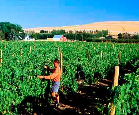 Christophe Baron of Cayuse Vineyards arranging   the growing shoots in his Coccinelle vineyard  MiltonFreewater Oregon USA   Walla Walla Valley AVA