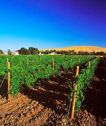 Coccinelle vineyard of Cayuse Vineyards   near MiltonFreewater Oregon USA   Walla Walla Valley AVA
