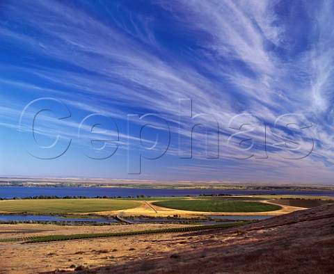 Part of Canoe Ridge Vineyard on the slope above the Columbia River west of Paterson Washington USA  Columbia Valley