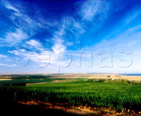 Canoe Ridge Vineyard above the Columbia River   west of Paterson Washington USA    Columbia Valley AVA