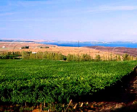 Canoe Ridge Vineyard above the Columbia River   west of Paterson Washington USA      Columbia Valley AVA