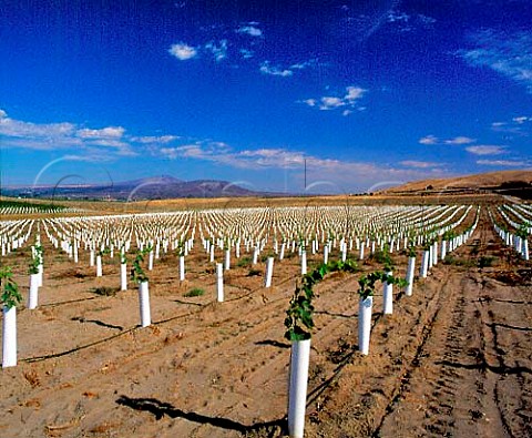 Young Sangiovese vines protected by growtubes   which act as mini greenhouses   Kiona Vineyards Benton City Washington USA     Red Mountain AVA