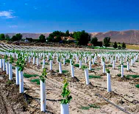 New Sangiovese vineyard  where the vines are   protected by growtubes which act as mini greenhouses    with the winery of Kiona Vineyards beyond      Benton City Washington USA   Red Mountain AVA
