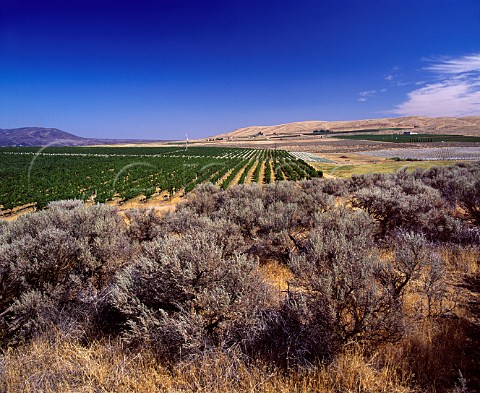Kiona Vineyards planted amidst the sagebrush    Benton City Washington USA   Red Mountain AVA