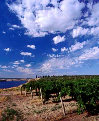 Merlot vineyard of Gordon Estate above the Snake River Pasco Washington USA   Columbia Valley AVA