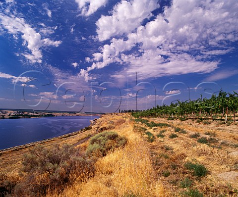 Vineyard of Gordon Estate above the Snake River Pasco Washington USA Columbia Valley AVA