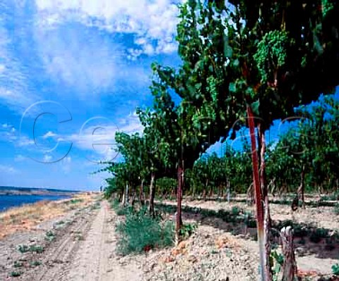Chardonnay vineyard of Gordon Estate above the Snake River Pasco Washington USA   Columbia Valley AVA